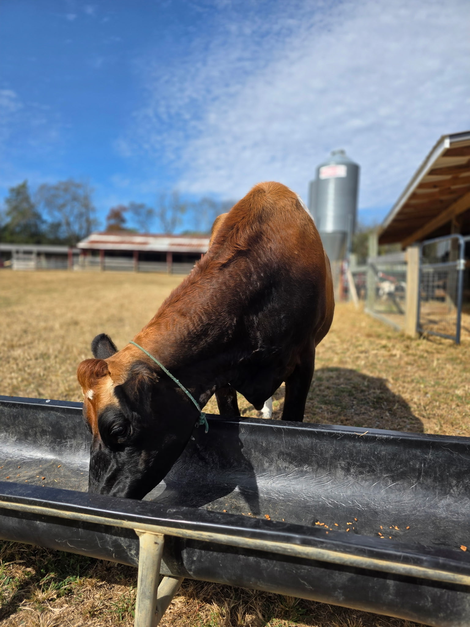 Cow grazing on pasture
