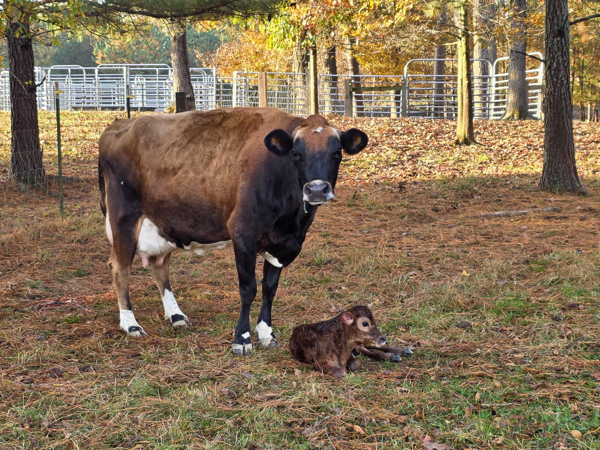 Cow with calf in pasture