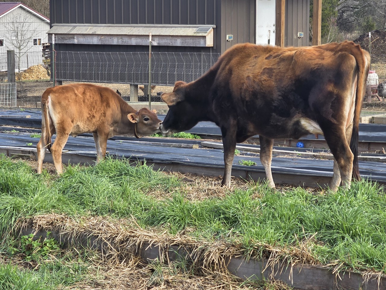 Cow with calf on pasture
